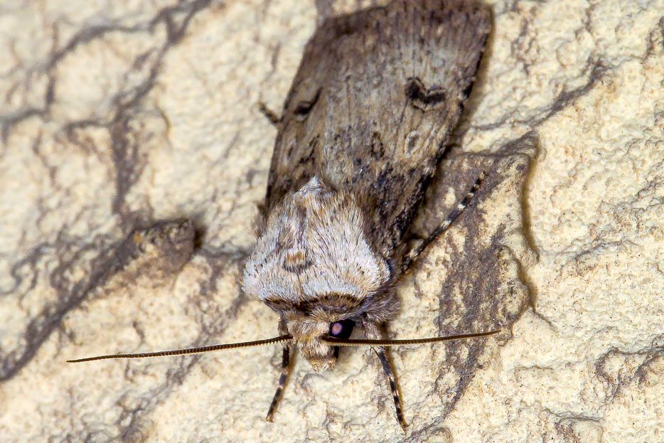 Quiz n 7 - Agrotis puta, Noctuidae