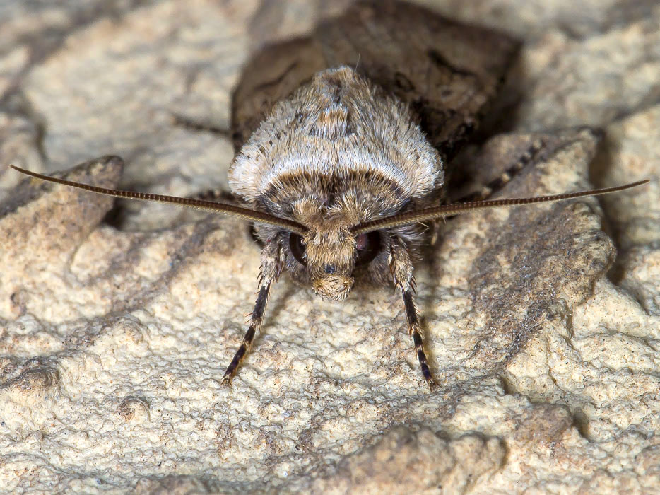 Quiz n 7 - Agrotis puta, Noctuidae