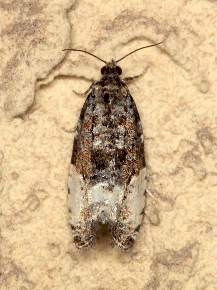 Tortricidae: Hedya pruniana