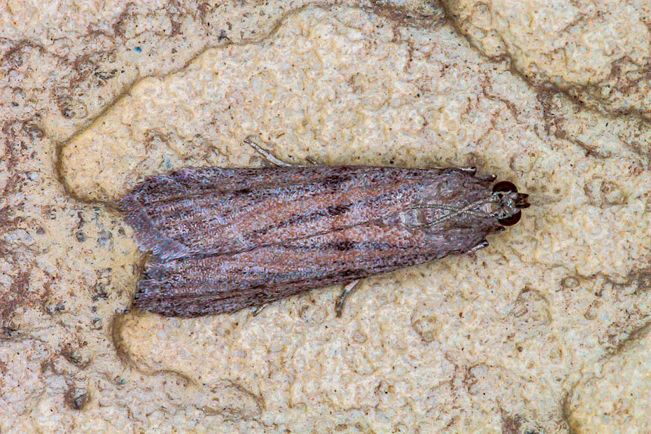 Pyralidae:  Cadra cfr. furcatella