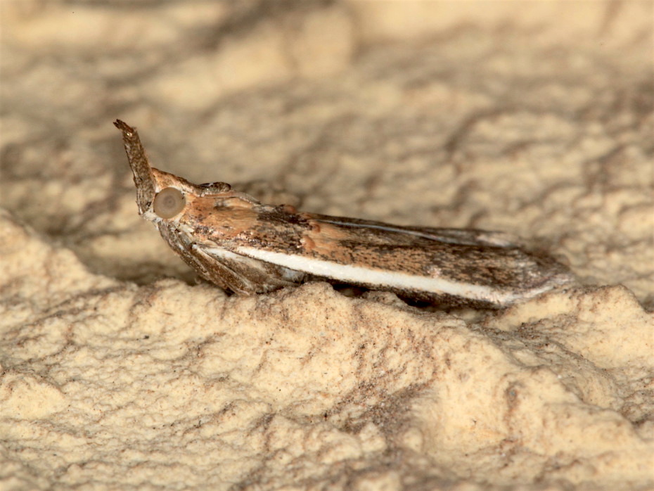 Pyralidae - Etiella zinckenella