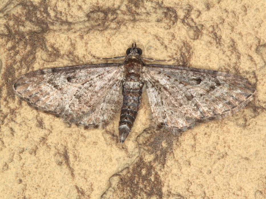 Eupithecia da id. - Eupithecia spadiceata