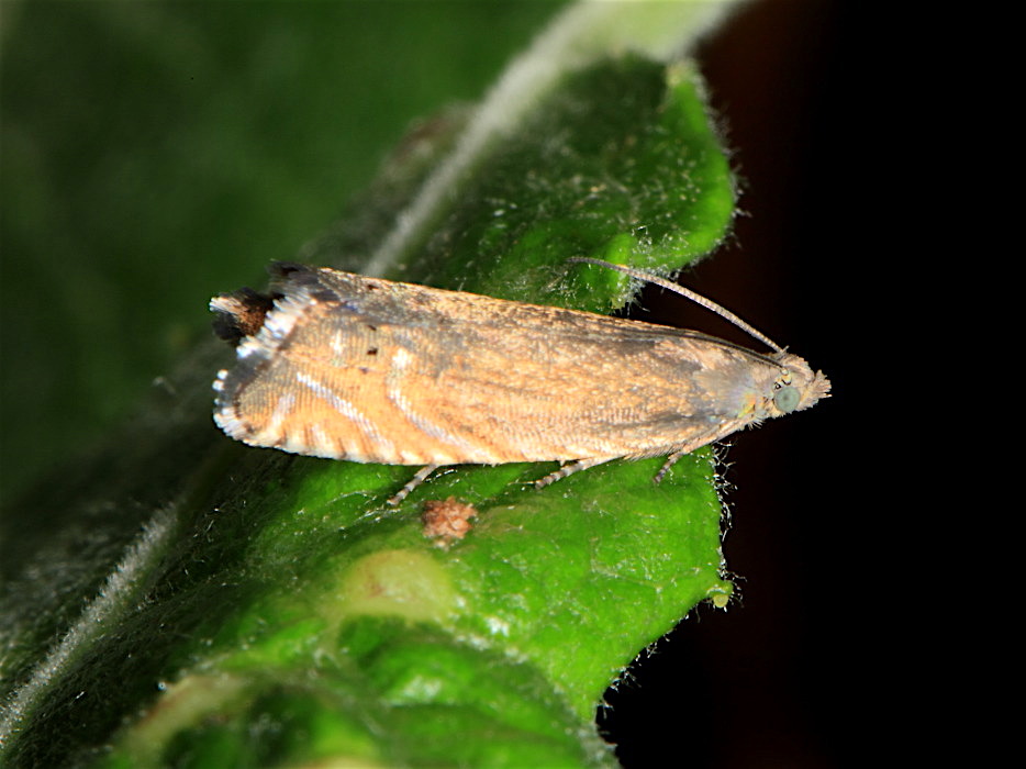 Tortricidae:  Grapholita gemmiferana