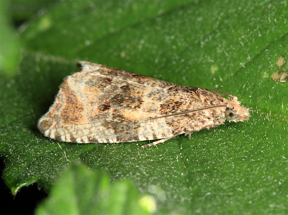 Tortricidae:  cfr. Orthotaenia undulana