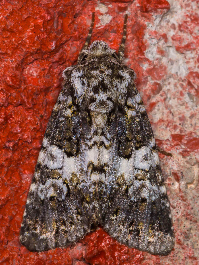 Noctuidae - Hadena (Hadena) compta
