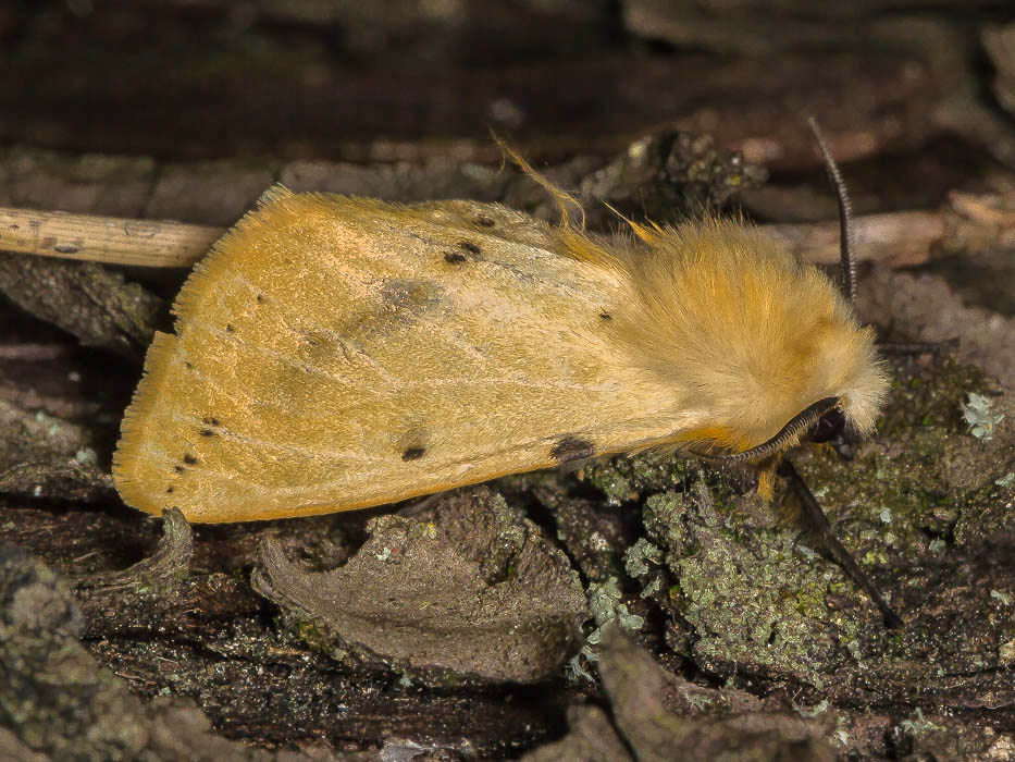 Erebidae - Spilosoma luteum