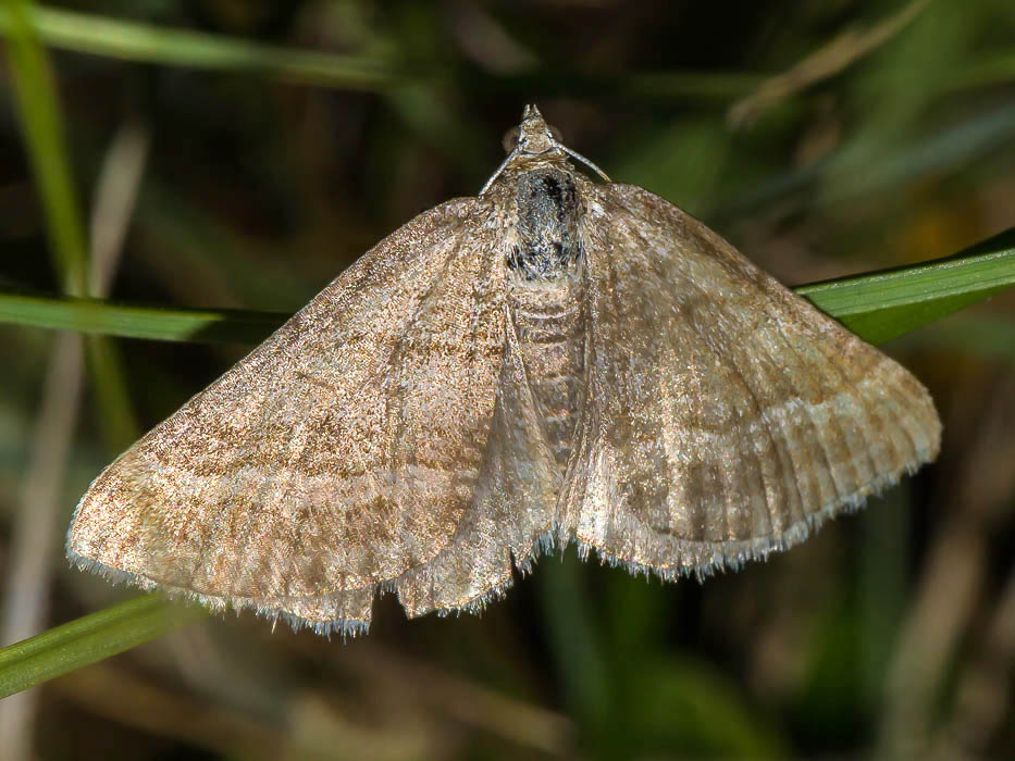 Geometridae - Scotopteryx coarctaria