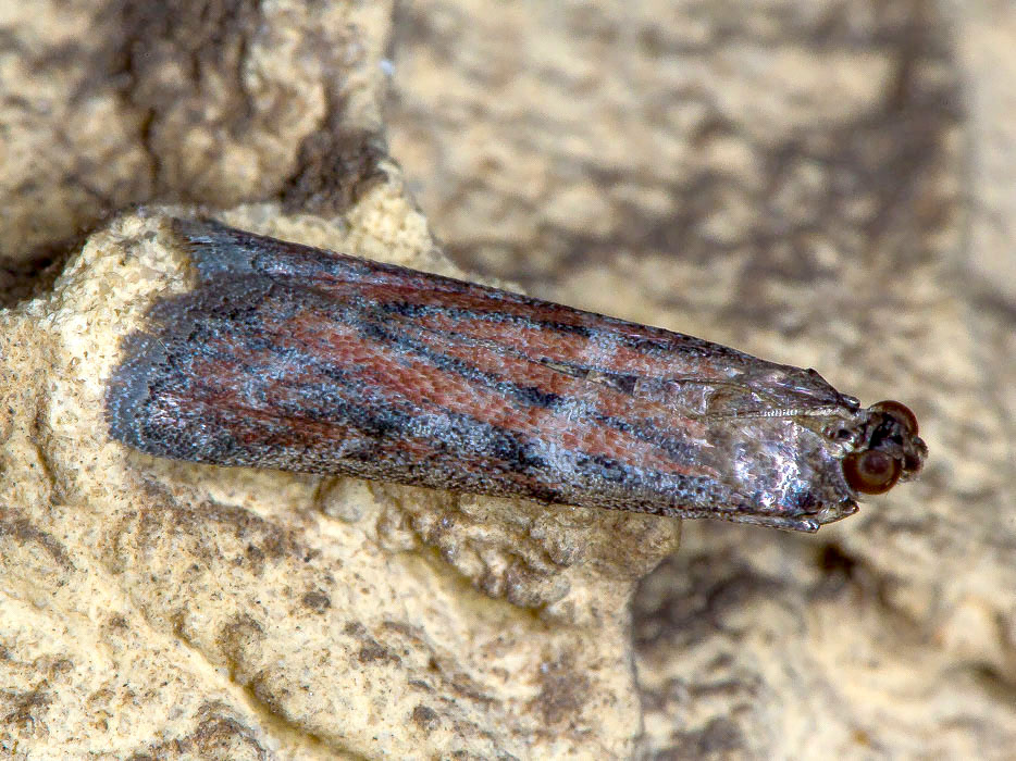 Pyralidae - Cryptoblabes gnidiella