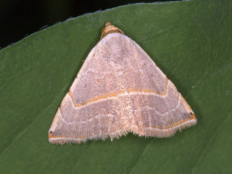 Eublemma polygramma - Erebidae