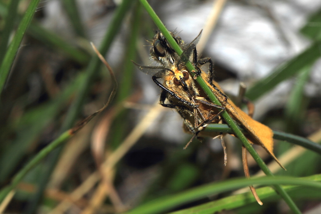 Predatori di farfalle