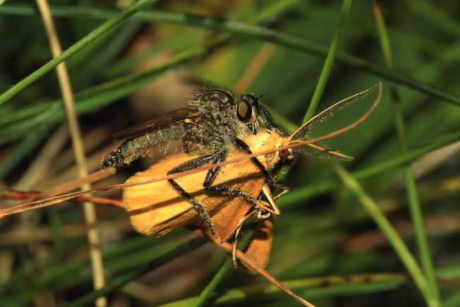 Predatori di farfalle