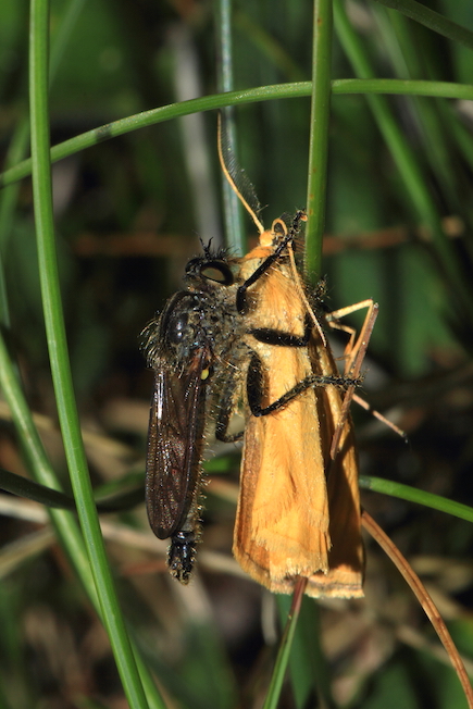 Predatori di farfalle