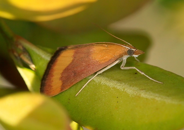 Crambidae - Pyrausta castalis