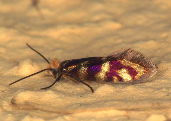 Micropterigidae - Micropterix sp.