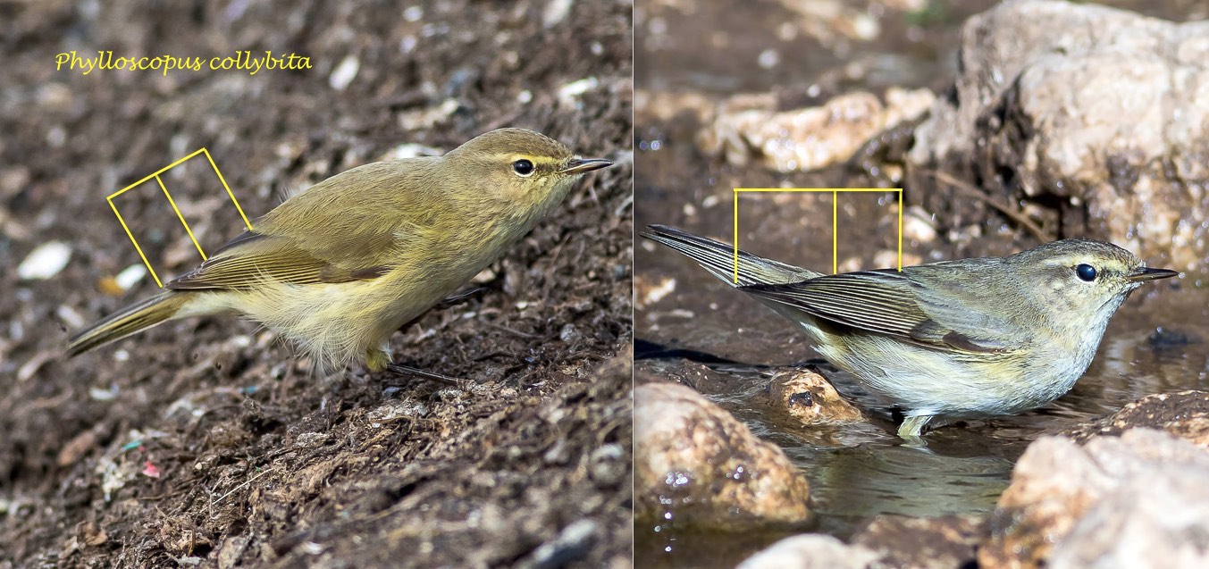 Aiuto nuova determinazione Lu:   Lu piccolo (Phylloscopus collybita)