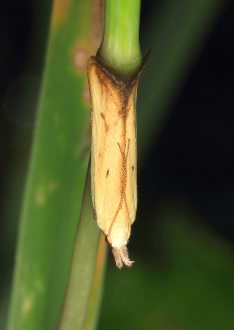 Pleurota sp.?  No,  Mesophleps silacella (Gelechiidae)