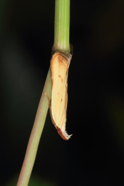 Pleurota sp.?  No,  Mesophleps silacella (Gelechiidae)