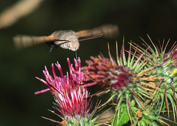 Macroglossum stellatarum