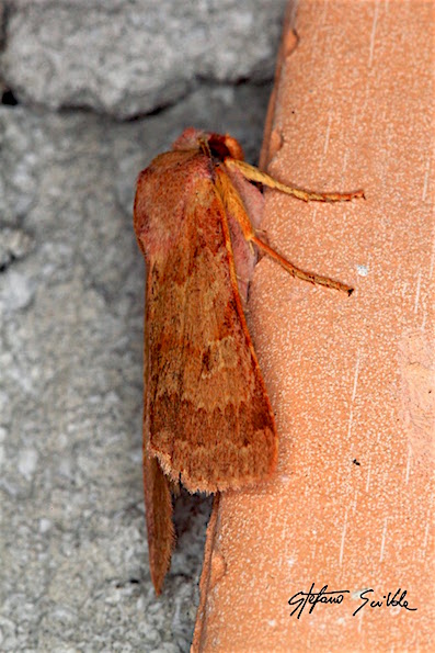 Noctuidae - Agrochola (Anchoscelis) helvola
