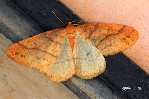 Geometridae - Agriopis aurantiaria