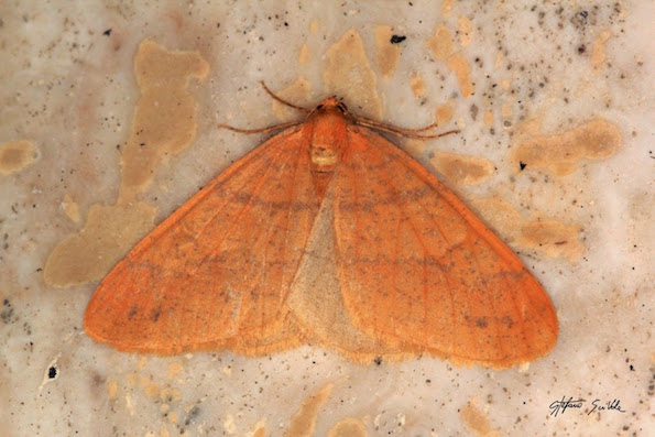 Geometridae - Agriopis aurantiaria