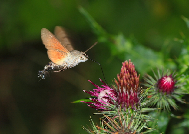 Macroglossum stellatarum