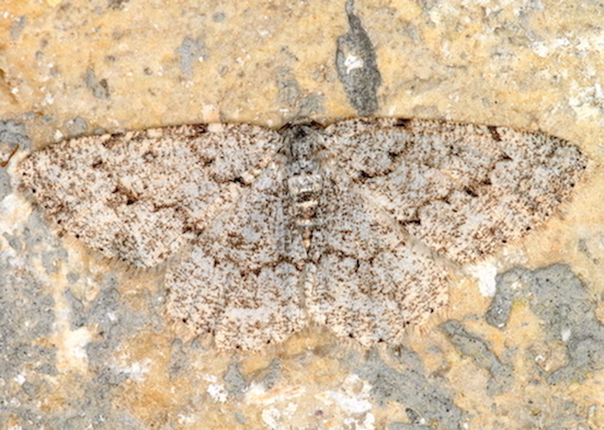 Charissa obscurata?