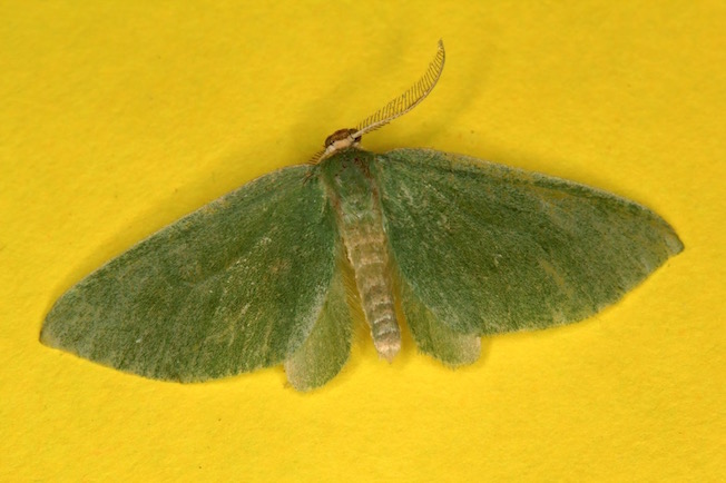 Celonoptera mirificaria