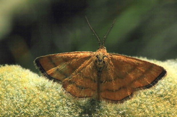 Geometridae - Cleta filacearia