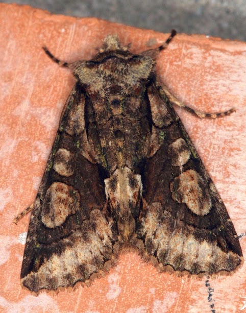 Noctuidae