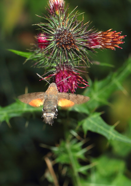 Macroglossum stellatarum