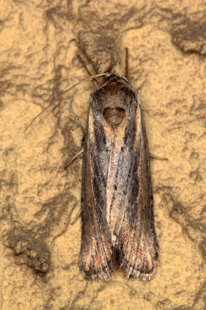 Altro Noctuidae Oncocnemidinae - Epimecia ustula