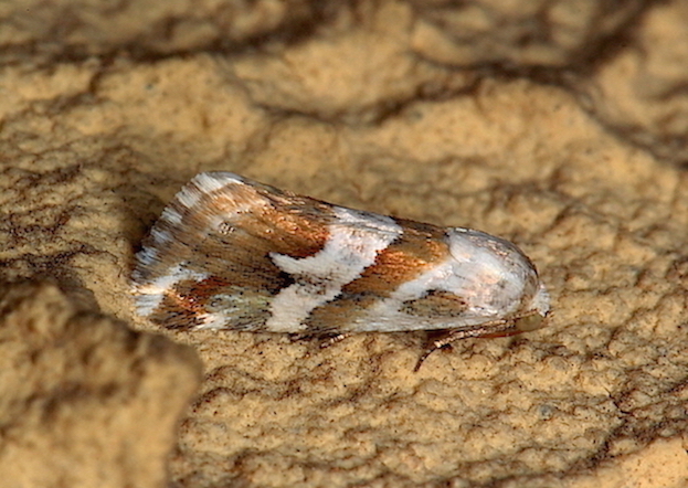 Erebidae - Eublemma elychrysi