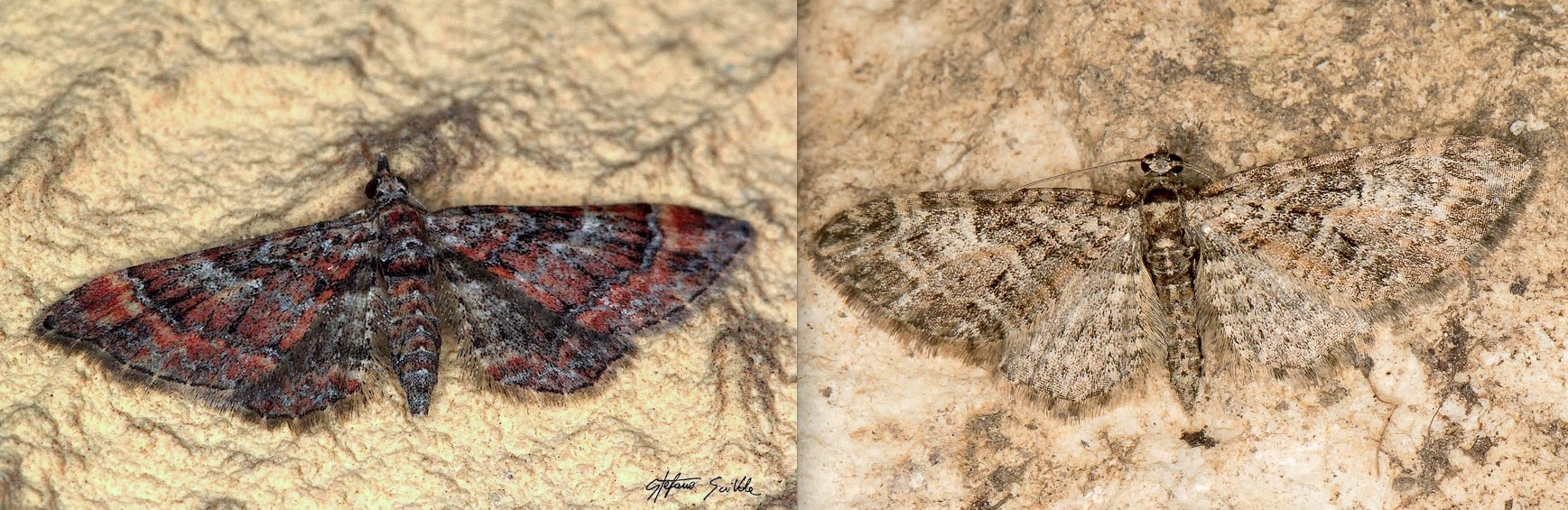 Eupithecia da id: E. abbreviata