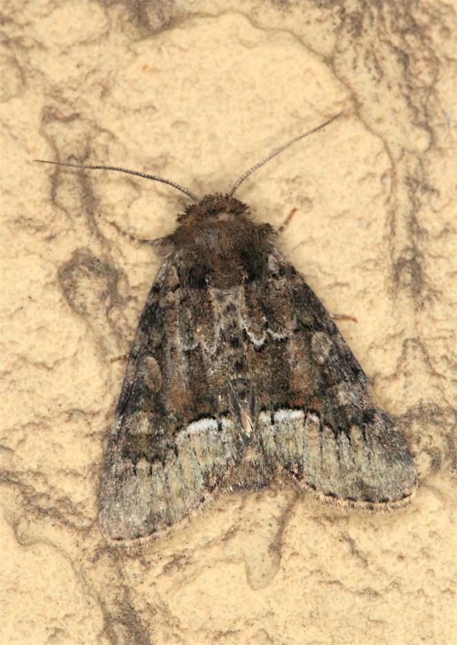 Noctuidae - Oligia cfr. latruncula