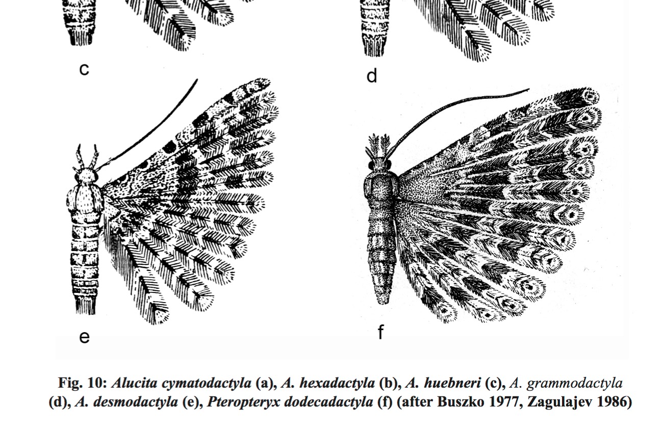 Alucitidae: Alucita desmodactyla (Cfr)
