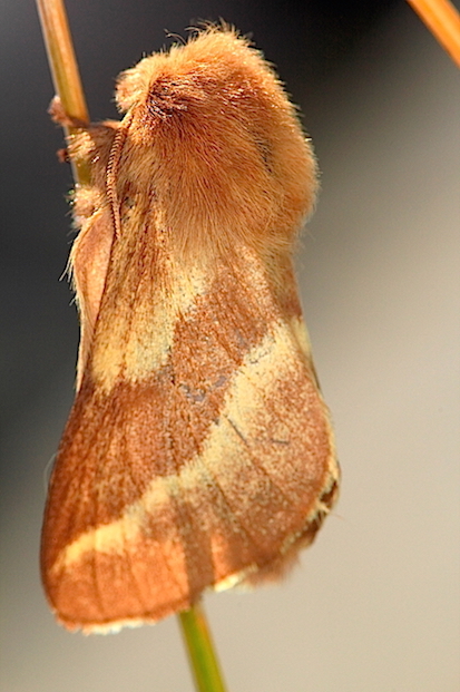 Lasiocampidae