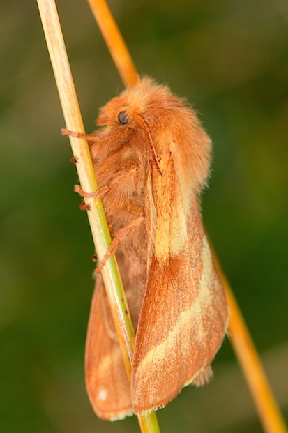 Lasiocampidae