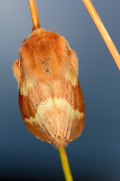 Lasiocampidae