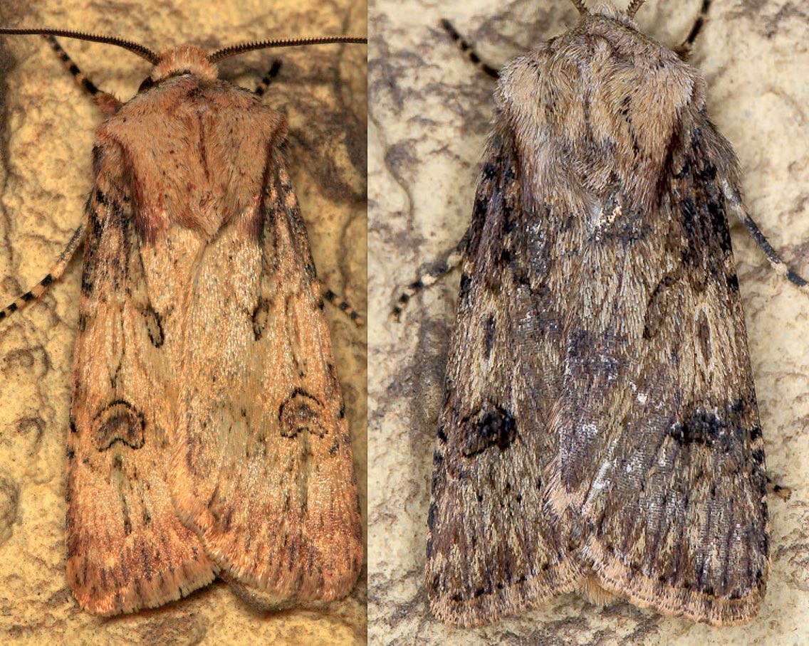 Agrotis sp.