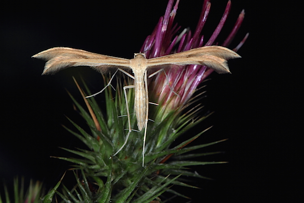 Pterophoridae da id.