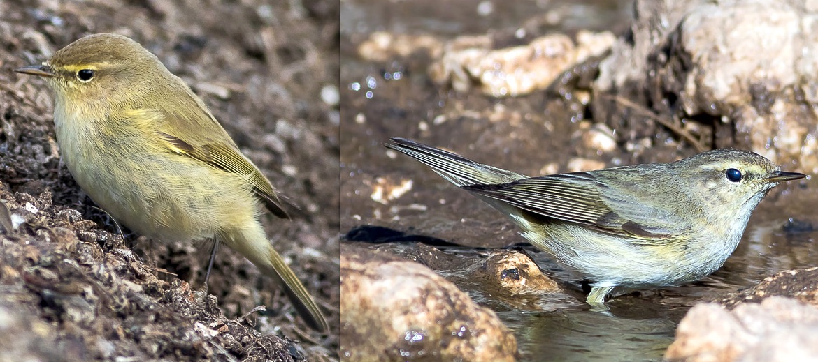 Aiuto nuova determinazione Lu:   Lu piccolo (Phylloscopus collybita)