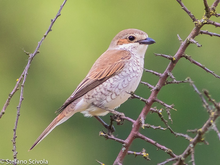 Avrla piccola (Lanius collurio, Linnaeus 1758) juv.