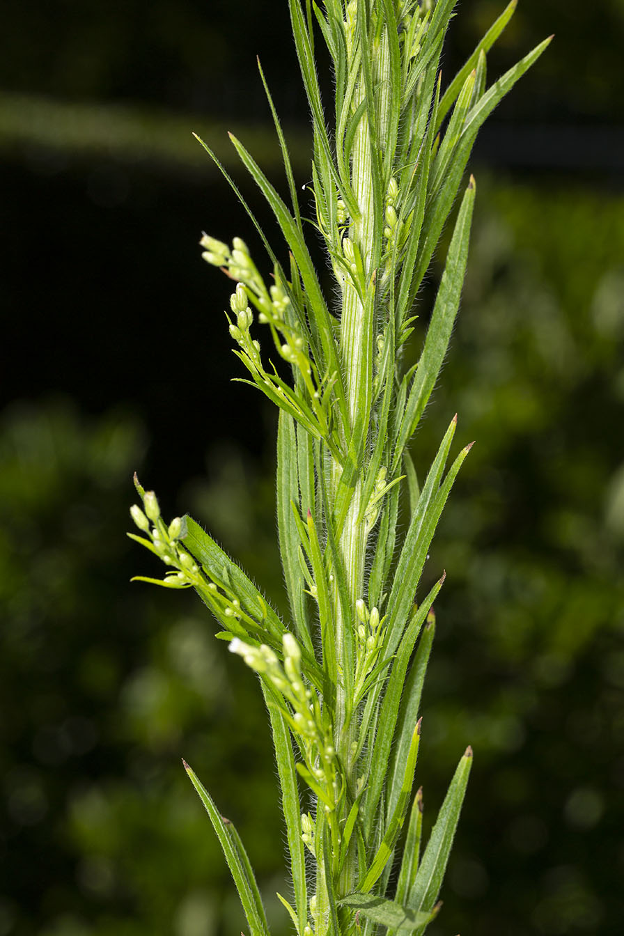 Erigeron canadensis (Asteraceae)