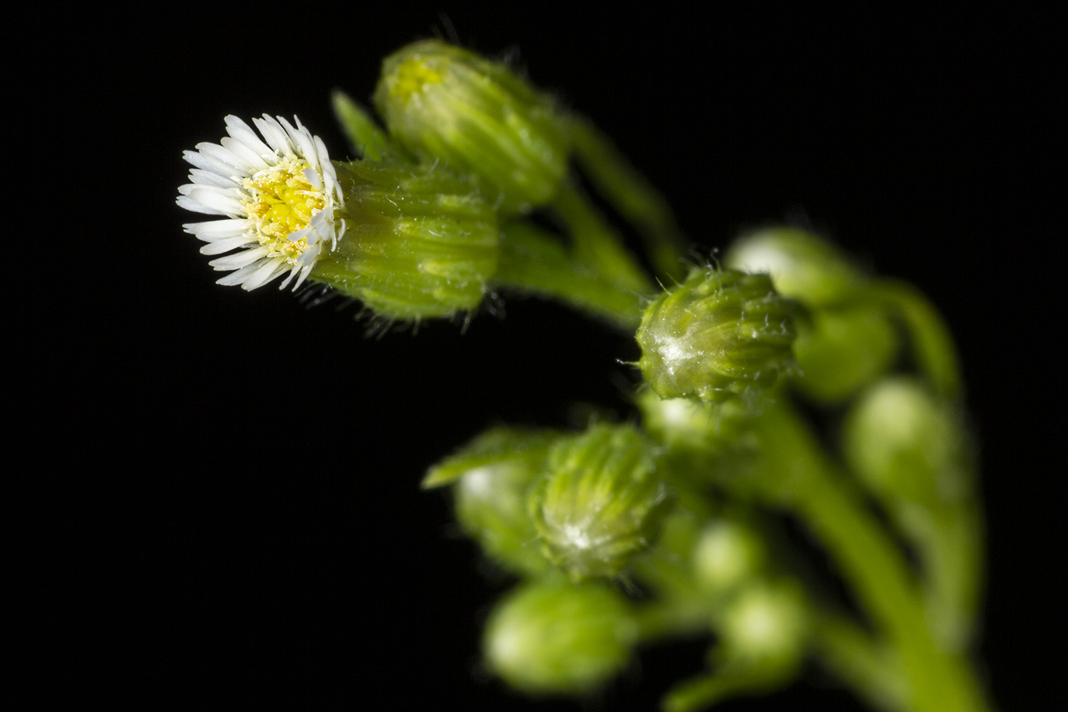 Erigeron canadensis (Asteraceae)