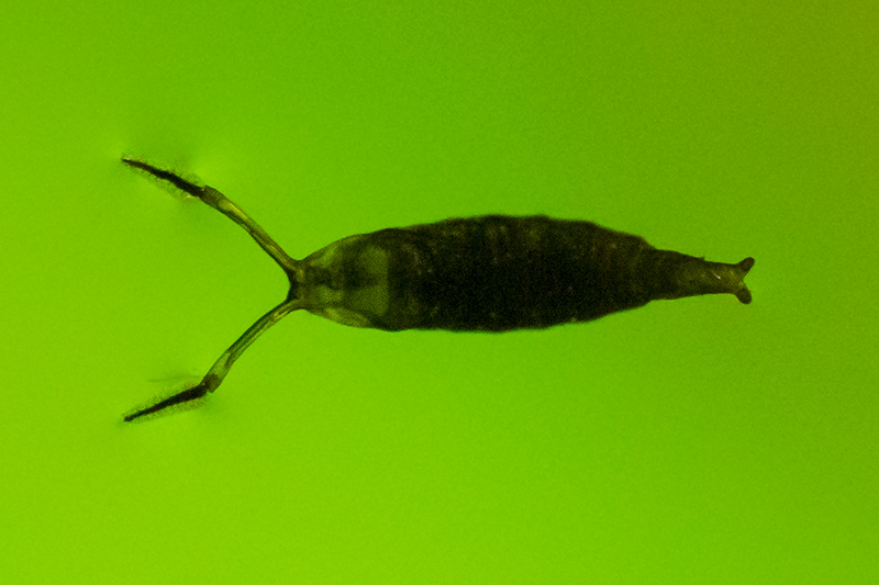 Pupa di dittero? S, pupa di Ephydridae: cfr. Brachydeutera sp.