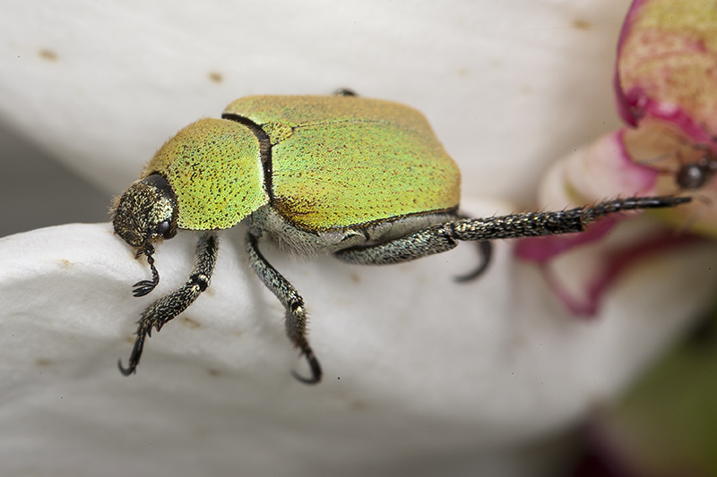 coleottero da identificare - Hoplia argentea