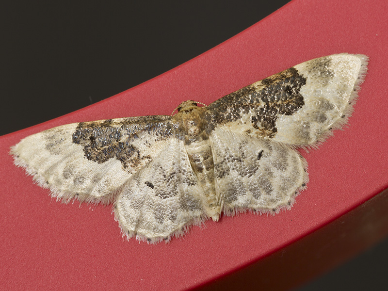 piccola falena da determinare - Idaea rusticata