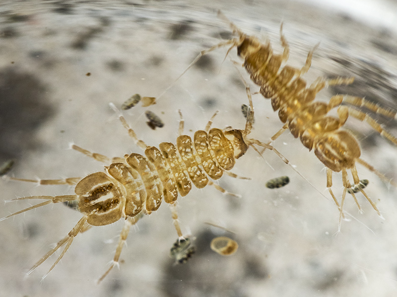 Asellus: Crostaceo di fiume