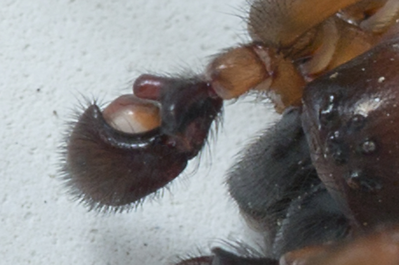 Maschio di Amaurobius ferox - Verzegnis (UD)